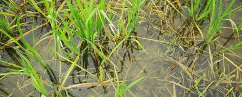 水稻田游草用什么除草剂，田游草的危害