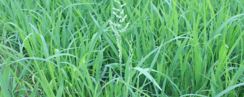 水稻和稗草的区别，稗草用什么除草剂去除