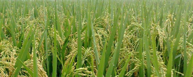 水稻除草药害解毒方法，除草药几天能把草打死
