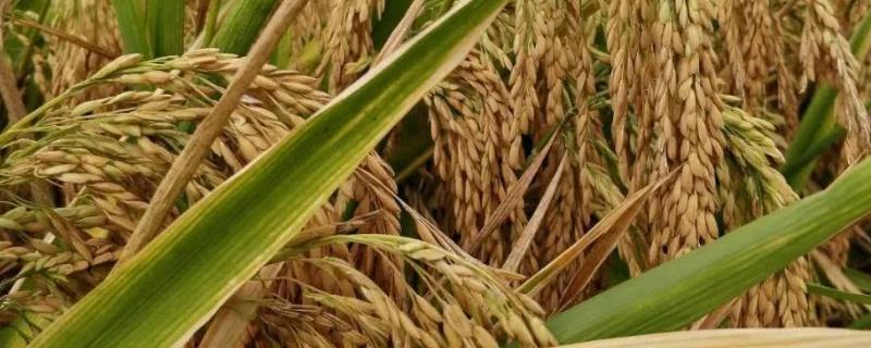 水稻孕穗期的水肥管理，水稻孕穗期可以打除草剂吗