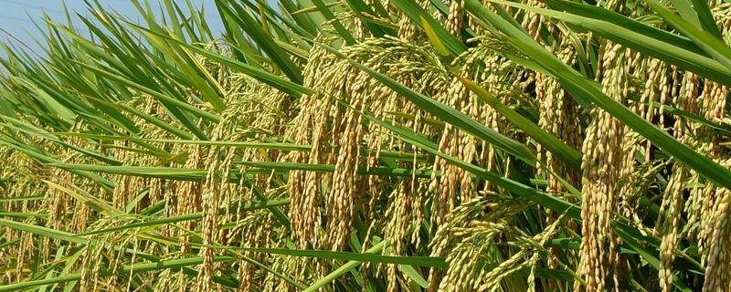 二甲灭草松水稻用量，二甲灭草松和杀虫剂能混用吗