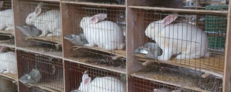 家庭养兔的兔舍怎么建，兔舍一般怎样消毒