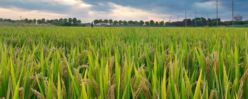 水稻在岭南地区一年收割几次，岭南地区指的是哪些地方