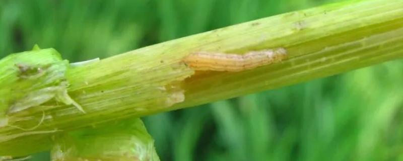 水稻钻心虫防治时间及方法，附危害症状