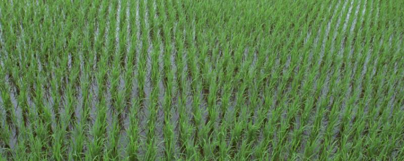 水稻田青苔原因和防治
