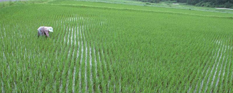 水稻杀虫用什么农药，杀虫剂和除草剂能一起用吗