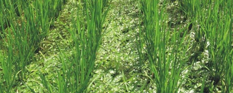 水稻田青苔怎么清除，是什么原因导致的