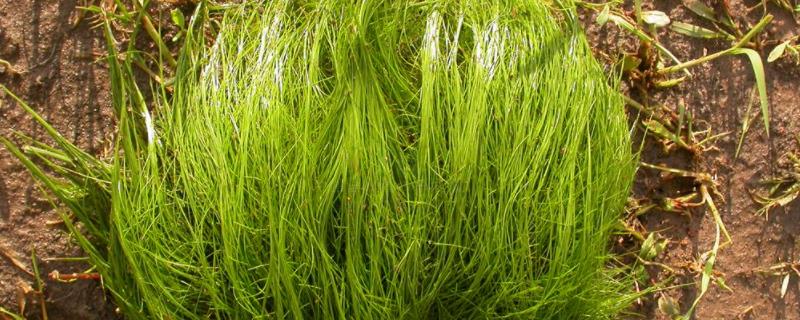 水稻田牛毛毡草用什么除草剂，牛毛毡草长什么样子
