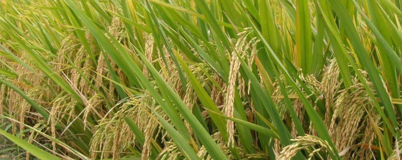 杂交水稻的株距行距各是多少，附种植技术