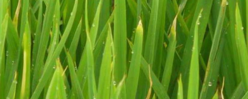 水稻叶尖发黄干枯是什么原因，如何防治