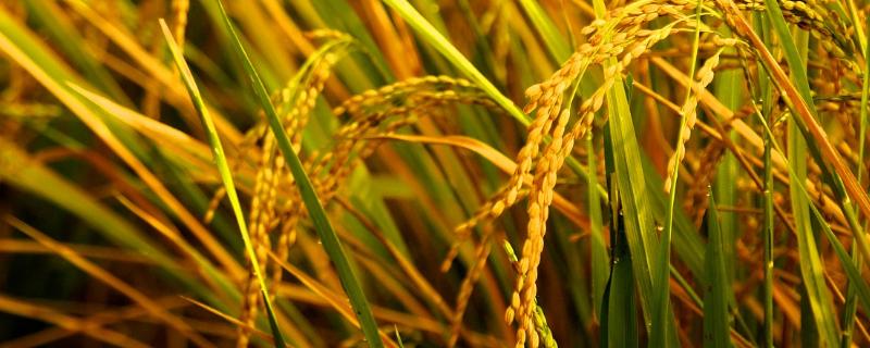 水稻苗不生新根怎么办，水稻徒长是什么原因引起的