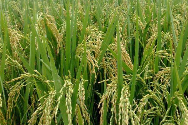 中国水稻的发展史