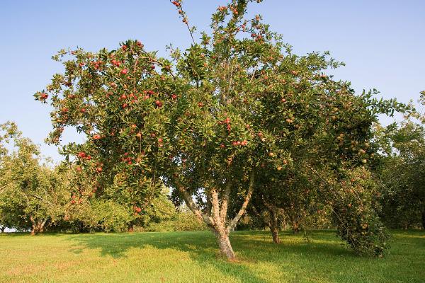果树全年病虫害防治