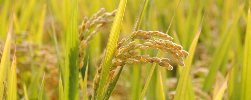 水稻硫化氢中毒用什么方法解决?水稻硫化氢中毒是怎么形成的