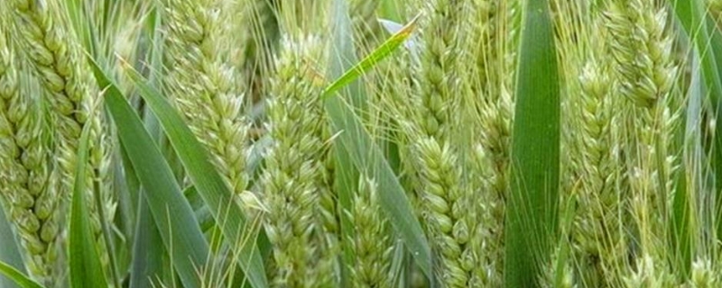 小麦灌浆期磷酸二氢钾的用量，附磷酸二氢钾的使用禁忌