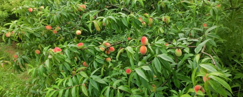 氨基酸在果树哪个时期用最佳，氨基酸有什么作用