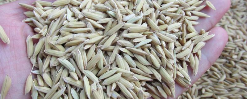 稻谷种子发芽要泡多久，谷种的品种