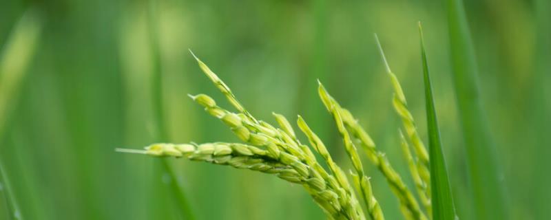 水稻硫化氢中毒症状，是怎么形成的