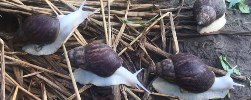 蜗牛养多久能长大，养蜗牛主要用于什么