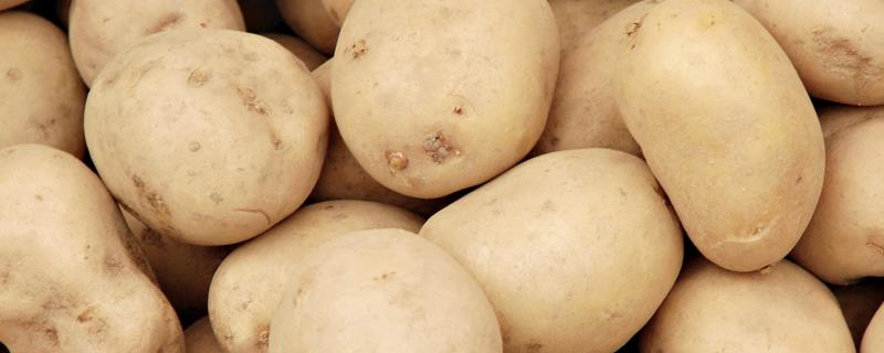 七月份可以种土豆吗，附种土豆的方法和步骤