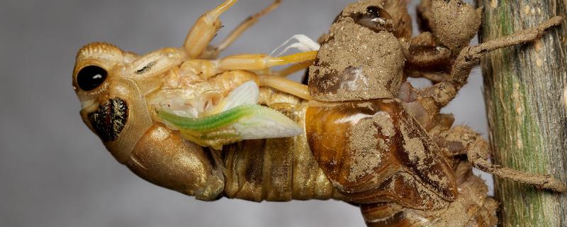 金蝉卵枝孵化技术，用什么药杀菌
