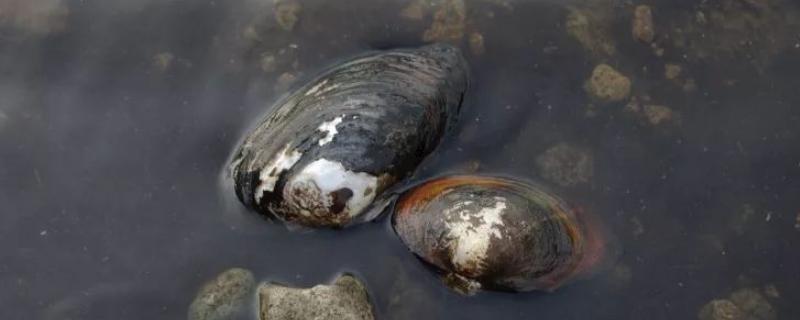 河蚌一年能长多大，附河蚌的养殖方法