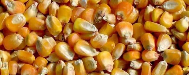 饲料原料玉米如何选择和贮存?饲料原料有哪些