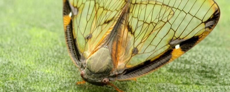 广翅蜡蝉的危害及防治，是益虫还是害虫