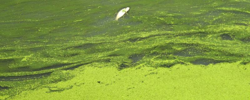 鱼池蓝藻怎么处理，是如何形成的