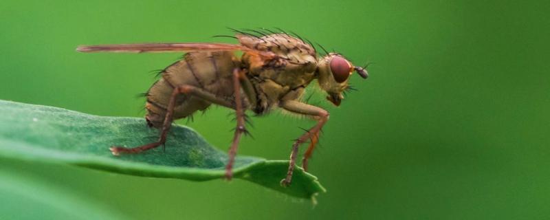 怎么区分果蝇一龄二龄幼虫，果蝇和苍蝇有什么区别