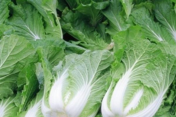 大白菜的种植方法和步骤
