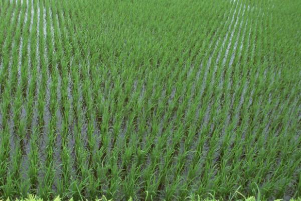 龙粳3013水稻品种介绍