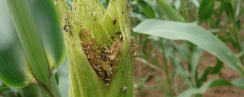 双斑萤叶甲用什么杀虫剂，对玉米有什么危害