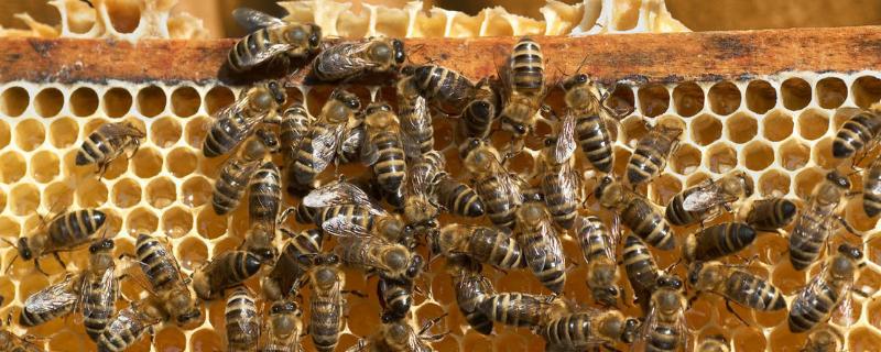 中蜂七月份可以取蜜吗，中蜂蜜与意蜂蜜有什么区别