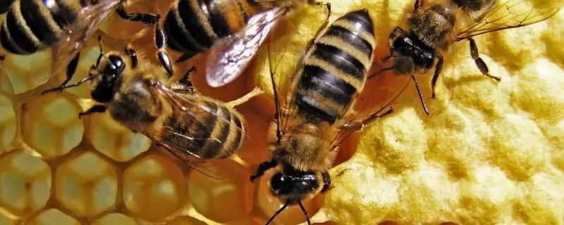 夏天中蜂需要喂花粉吗，几月份开始分蜂