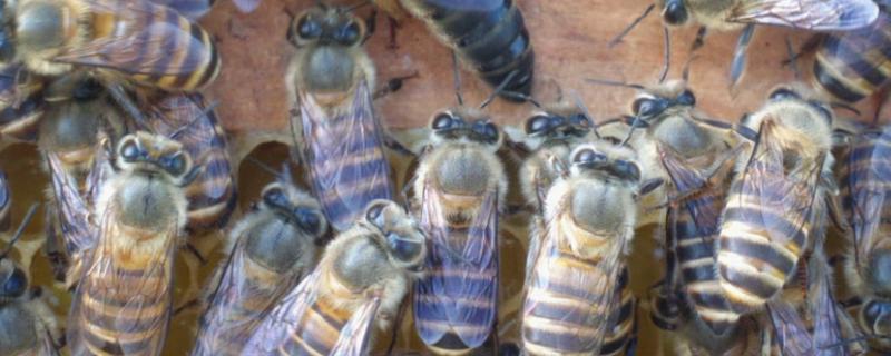 夏天如何快速繁中蜂，分蜂季节是几月份