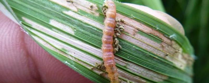水稻卷叶螟特效杀虫剂，什么时候防治效果好