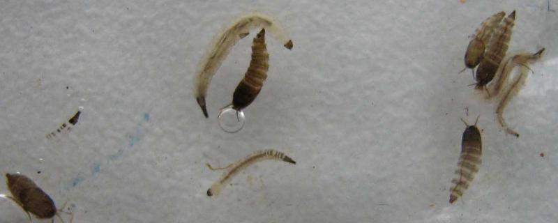 蛾蠓幼虫怎么消灭，是如何产生的