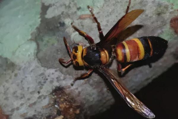 中国毒蜂种类