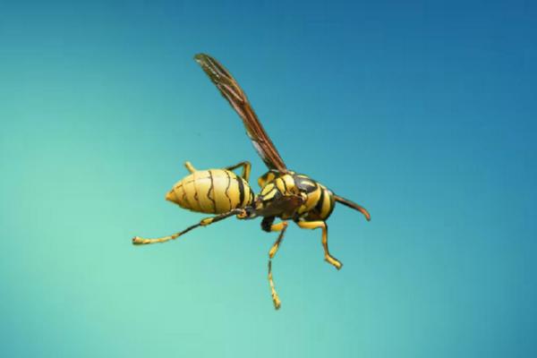 中国毒蜂种类