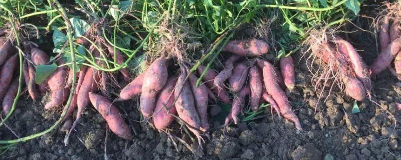 甘薯的繁殖方式是用根还是茎，甘薯和红薯有什么区别