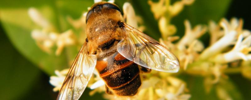 蜂子的种类及图片及名称