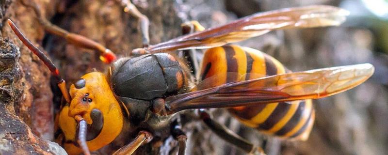 马蜂在家筑巢怎么办，被马蜂蜇了怎么办