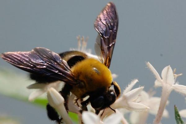 蜂子的种类及图片及名称