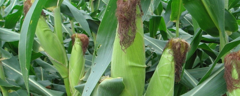 玉米后期追肥主要追什么肥，追肥离玉米棵多远