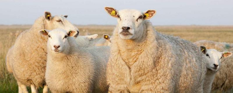 育肥羊一天喂多少饲料，育肥羊和放养羊有什么区别