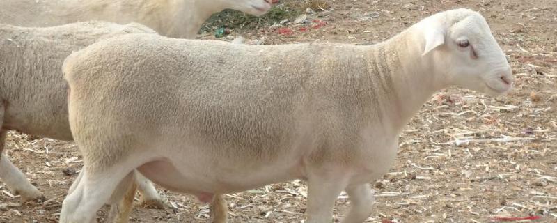 羊喂什么饲料追肥快，羊饲料的配制与配方