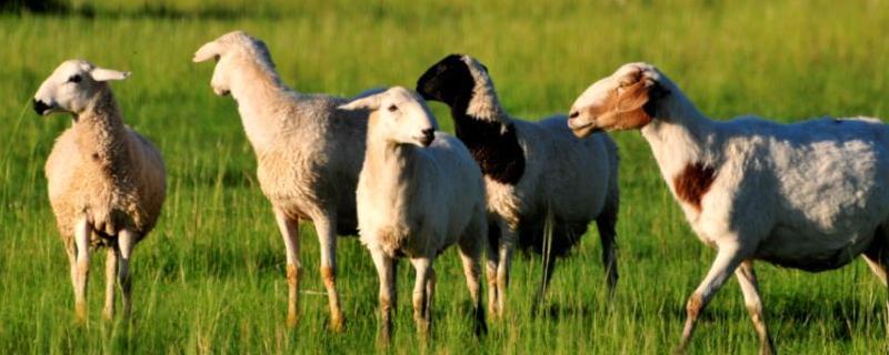 羊吃什么饲料长得快又肥，附羊饲料配方
