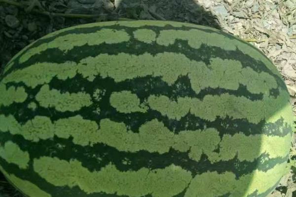 西瓜品种
