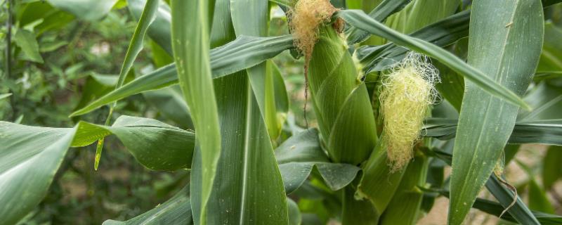 赤霉素在玉米上的使用方法，附作用